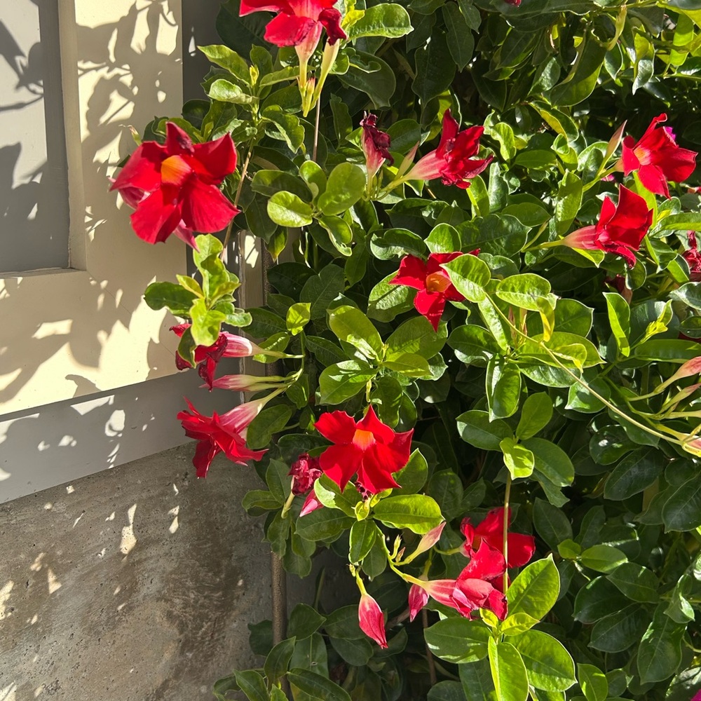 Welcome to New York Armoire.